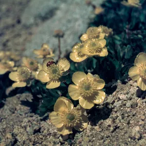 Ranunculus eschscholzii, Harrison Pass, Kings-Kern Divide, Sequoia-Kings Canyon National Park
