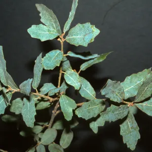 Quercus engelmannii, SBBG