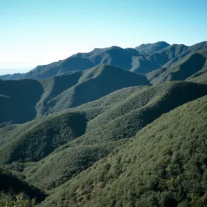Ceanothus megacarpus dominated chaparral, Santa Ynez Mountains