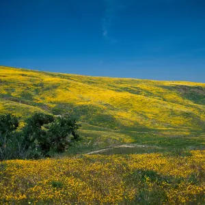 Cottonwood Canyon, Cuyama