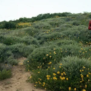 Artemisia californica, Encelia californica, Mirabilis, Opuntia parryi, Coastal Sage Scrub, La Jolla, San Diego County