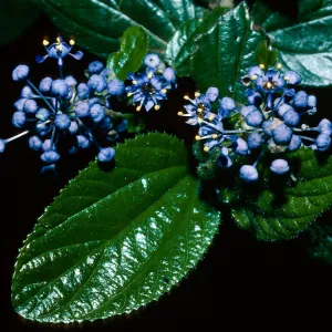 Ceanothus oliganthus, Mission Canyon