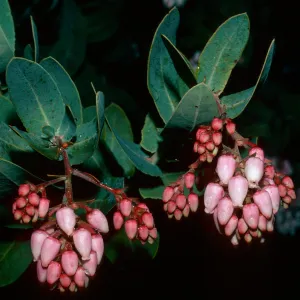 Arctostaphylos andersonii (Santa cruz manzanita) , Empire Grade, Santa Cruz Mountains, Santa Cruz County