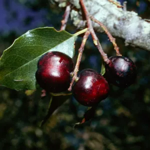 Prunus ilicifolia