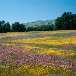 Valley grassland, Jolon, Monterey County