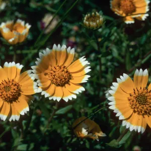Layia Chrysanthemoides, vernal pool, Stony Valley, Jolon, Monterey County