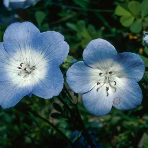 Nemophila menziesii, east of Santa Margarita, San Luis Obispo County