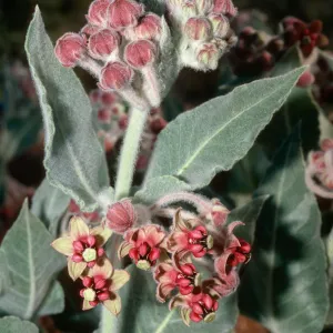 Asclepias, Kern Canyon, 2800 ft., Kern County