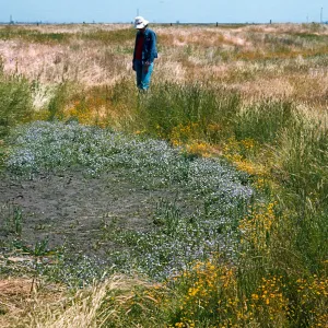 Pixley Pools, Tulare County, The Nature Conservancy (TNC)