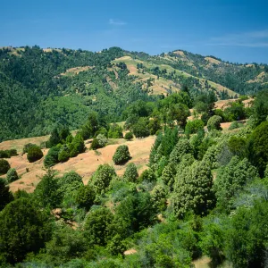 Mixed evergreen forest, Mattole River drainage, Humboldt County