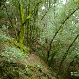 Mixed evergreen forest, San Rafael, Marin County