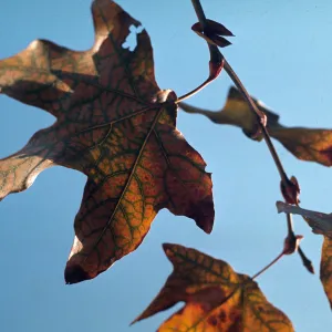 Platanus racemosa branch Trees of Santa Barbara