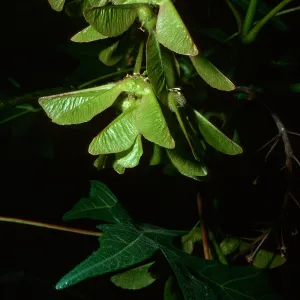 Acer macrophyllum, samaras of fruit