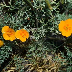 Eschscholzia ramosa, N of Forneys Cove, Santa Cruz Island