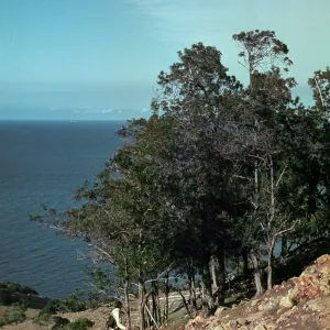 Lyonothamnus floribundus, Santa Cruz Island Ironwood, Pelican Bay, Santa Cruz Island, talk California Islands
