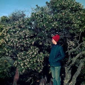 Arctostaphylos insularis, islands talk, Santa Cruz Island