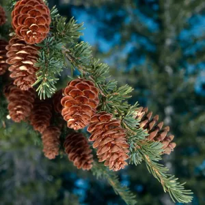 Tsuga mertensiana, Carson Pass, Sierra Nevada, Alpine County