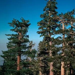 Pinus jeffreyi, Abies concolor, Southern California Subalpine, San Gabriel Mountains, 8800 ft., Los Angeles County