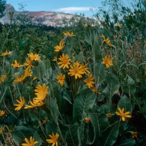 Wyethia mollis, Heart Lake Trail, Mammoth Lakes, Elev. 9400 ft., Mono County