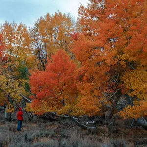 Green Creek, S of Bridgeport, Mono County