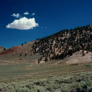 Pinus longaeva on Dolomite Limestone, Artemisia spp. on Metamorphics, Schulman Grove, White Mountains, Inyo County