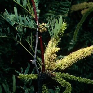 Prosopis glandulosa var, torreyana, Tecopa, Inyo County