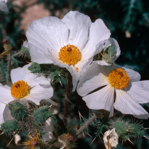 Argemone, Crucifixion Thorn, Imperial County