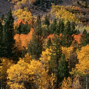 Lundy Canyon, Eastern Sierra Nevada, Mono County