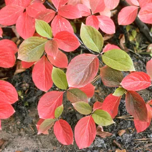 Cornus nuttallii, Yosemite Valley, Mariposa County