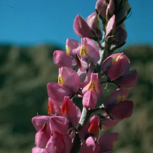 Lupinus arizonicus