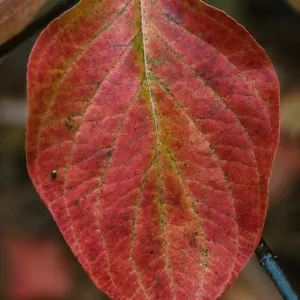 Cornus nuttalli, Yosemite Valley