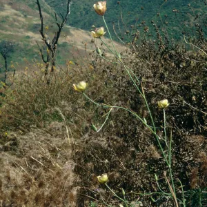 Calochortus weedii var. intermedius, Crystal Cove, Orange County, CA