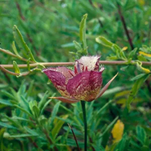 Calochortus weedii var. intermedius, Crystal Cove, Orange County, CA