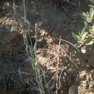 Calochortus weedii var. vestus, Santa Susana Mountains, Los Angeles, California