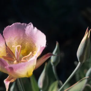 Calochortus weedii var. vestus