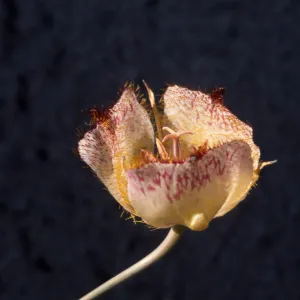 Calochortus weedii var. vestus