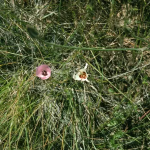 Calochortus splendens