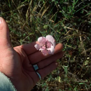 Calochortus splendens, Elsia. Pk