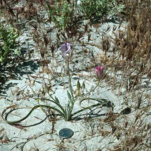 Calochortus splendens Habitat, Lancaster, CA