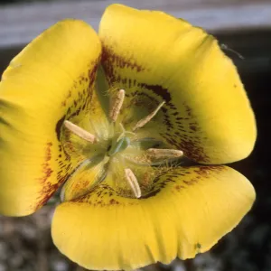 Calochortus