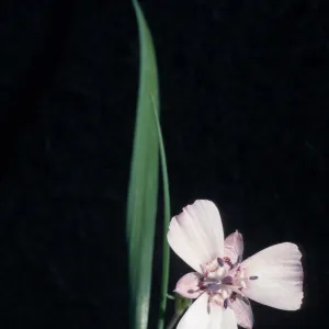Calochortus umbellatus, cult.