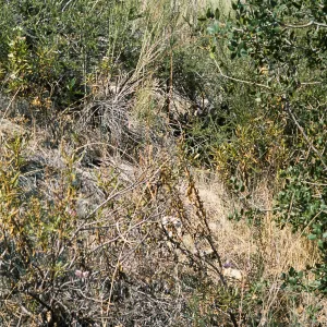 Calochortus plummerae, Angelus Oaks, San Bernardino, CA