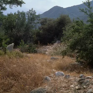 Calochortus plummerae Habitat, Bichota Cyn, Angeles National Forest