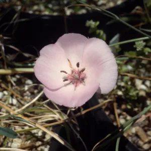 Calochortus splendens, UCI