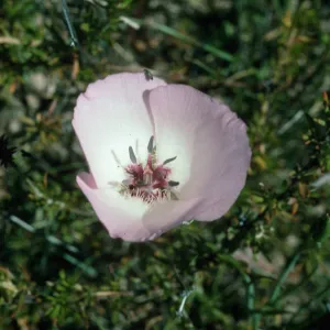Calochortus splendens Starr Ranch, CA