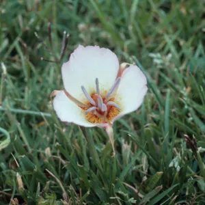 Calochortus palmeri var. munzii, Garner Valley, Angeles National Forest