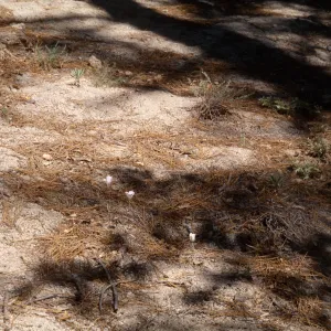 Calochortus invenustus, San Jacinto Mountains Dark Canyon