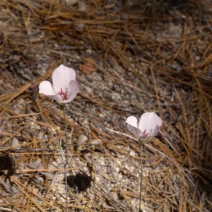 Calochortus invenustus , San Jacinto Mountains, Dark Canyon, San Bernardino National Forest, Riverside County