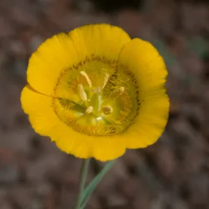 Calochortus luteus