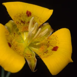 Calochortus luteus